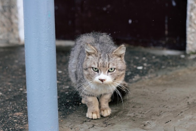 Dakloze grijze kat slapen onder de sneeuw