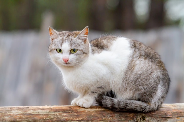 Dakloze grijze kat, zittend op een logboek