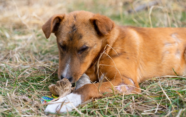 Dakloze hond die een been in de straat eet