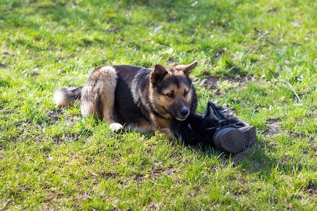 Dakloze hond ligt op het gras en knabbelt aan schoenen