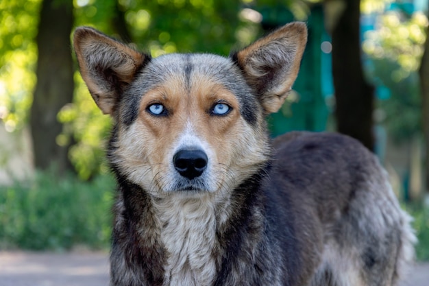 Dakloze hond met mooie blauwe ogen.