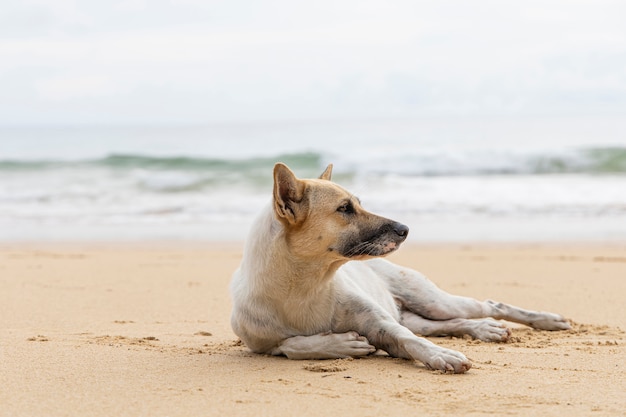 Dakloze hond op bruin zandstrand. Dakloze hond ontspannen op bruin zand tropisch strand.