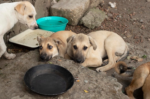 Dakloze hond op straat van de oude stad. Dakloos dierenprobleem.