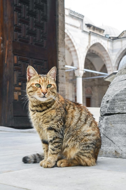 Dakloze kat in Istanbul