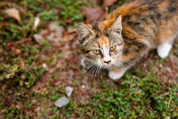 Dakloze kat zonder ras in schuilplaats voor een wandeling op straat