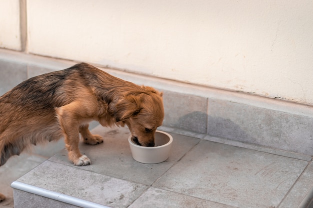 Dakloze kleine hond eet voedsel uit een kom op straat.