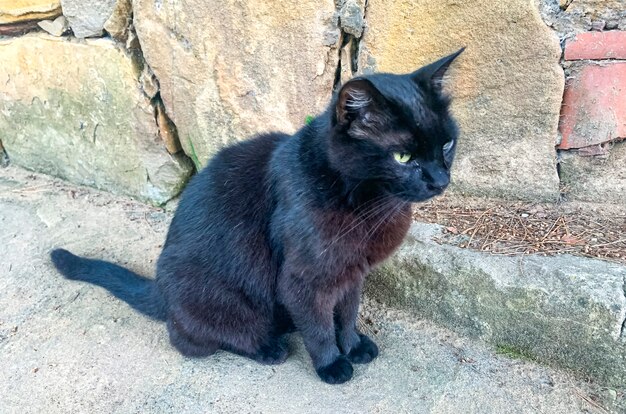 Dakloze trieste zwarte kat op de achtergrond van stenen muur