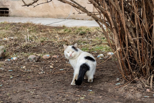 Dakloze zwart-witte kat in de buurt van de bush