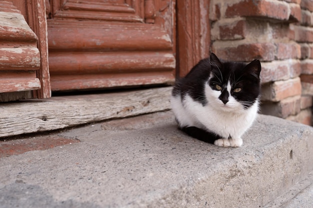 Dakloze zwart-witte kattenzitting dichtbij rode deur van verlaten huis