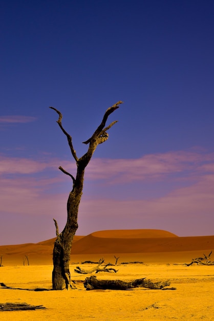 Photo dali inspired dead tree on desert against sky during sunset in the namib desert