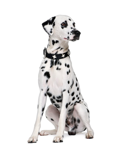 Dalmatian, 2 years old. Dog portrait isolated