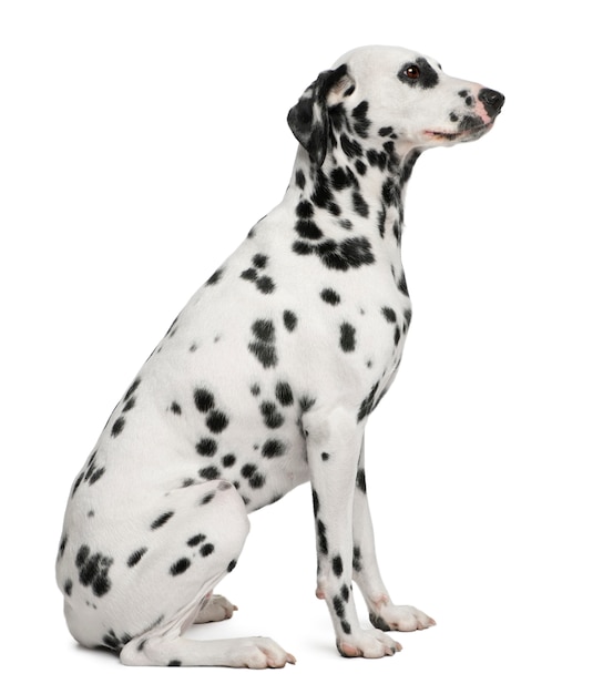 Dalmatian, 2 years old, sitting in front of white wall