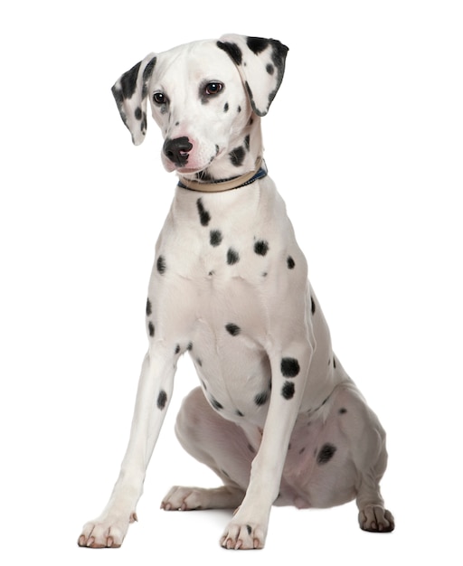 Dalmatian, 8 months old. Dog portrait isolated