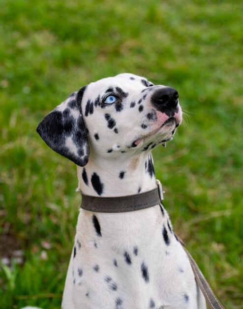 Dalmatian Dog on The Grass