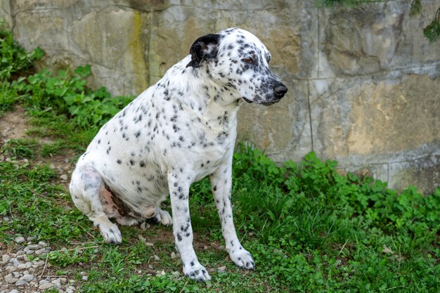 Dalmatian dog is sitting and resting down on the grass.