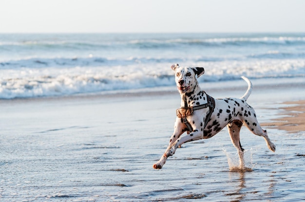 ビーチで走っているダルメシアン犬