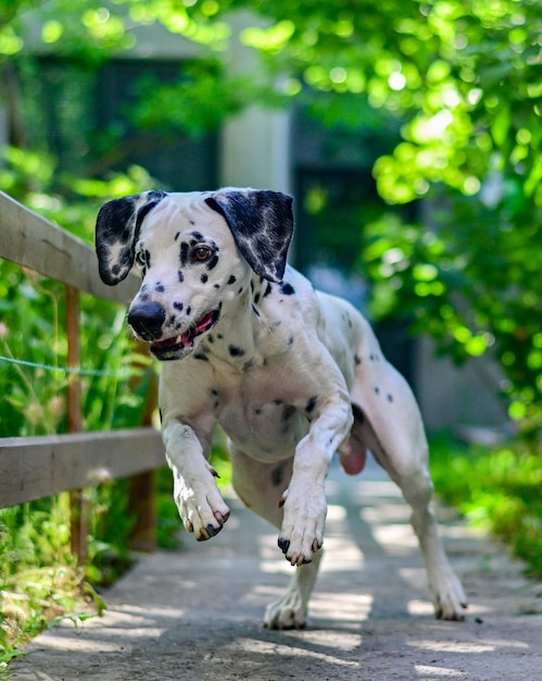 走るダルメシアン犬