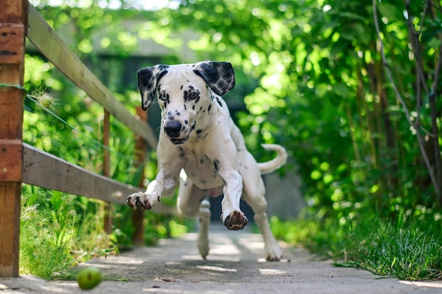 走るダルメシアン犬