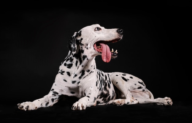 Photo dalmatian dog sitting isolated in black room