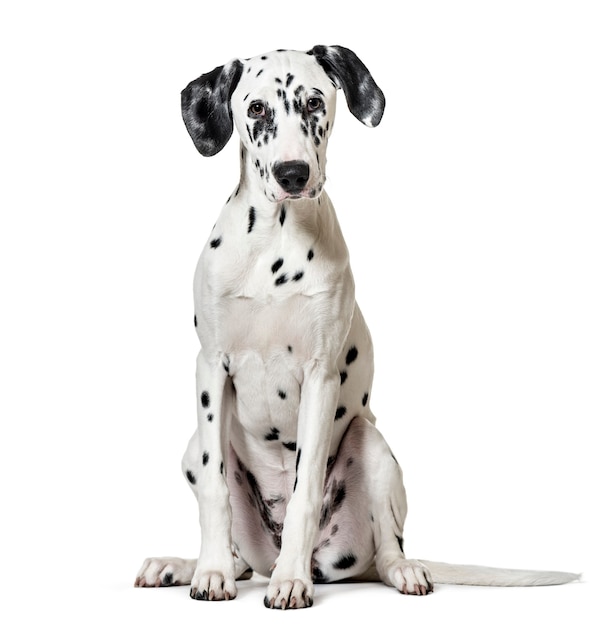 Dalmatian dog, sitting, looking at the camera, isolated on white