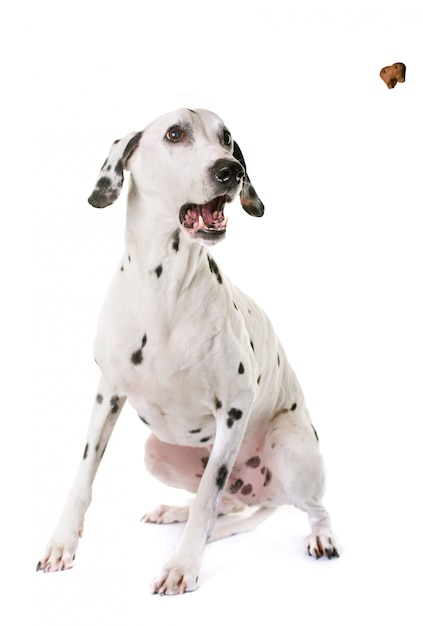 dalmatian dog in studio