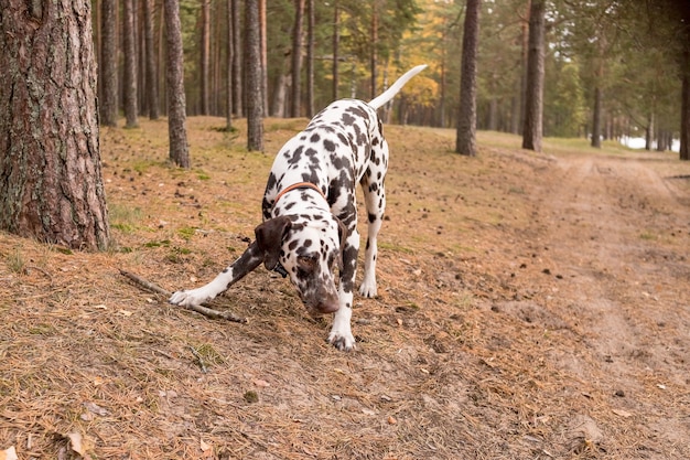 Dalmatian dog on a walk in the forest