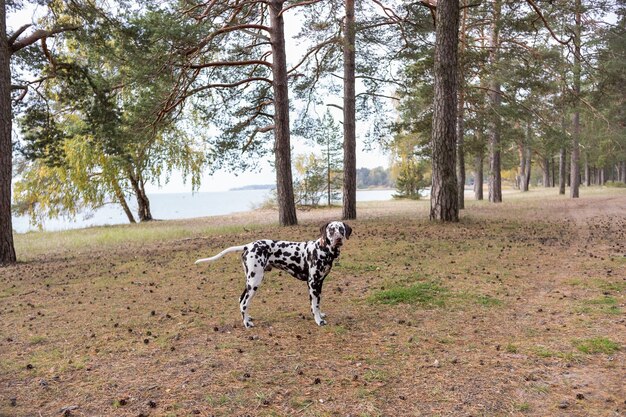 森の中を散歩するダルメシアン犬