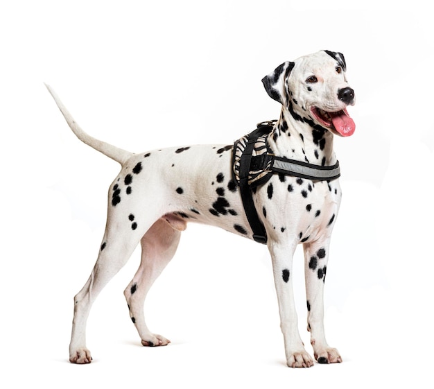 Dalmatian dog with harness isolated on white