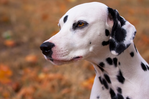 Dalmatian dog 