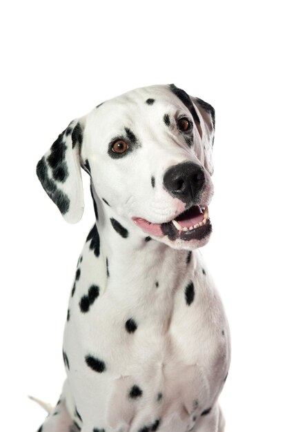 Photo dalmatian dog