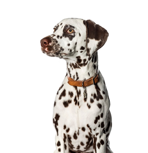 Dalmatian in front of white background