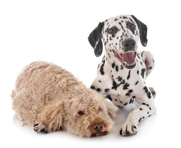 dalmatian and lagotto romagnolo