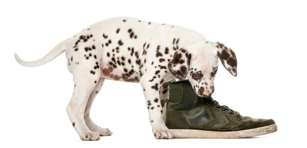 Dalmatian puppy chewing a shoe in front of a white wall