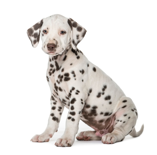 Dalmatian puppy sitting in front of a white wall