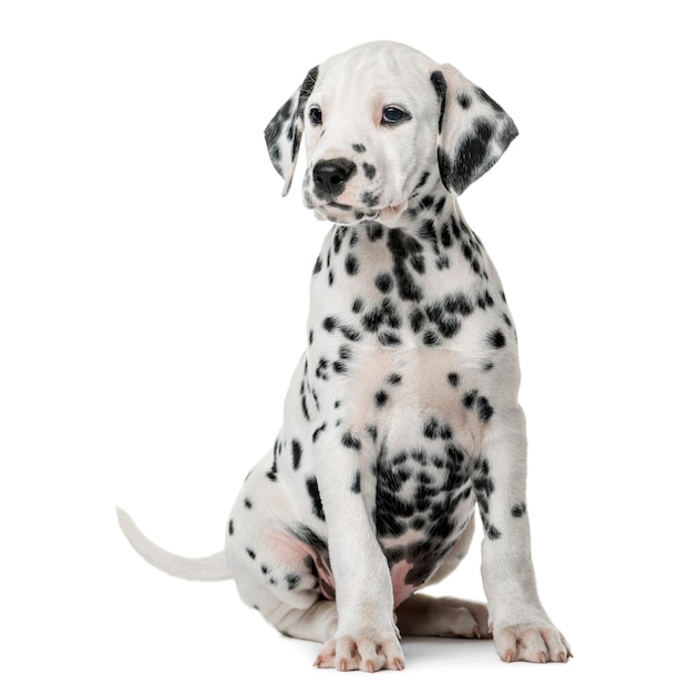 Dalmatian puppy sitting in front of a white wall