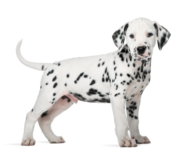 Dalmatian puppy standing in front of a white wall