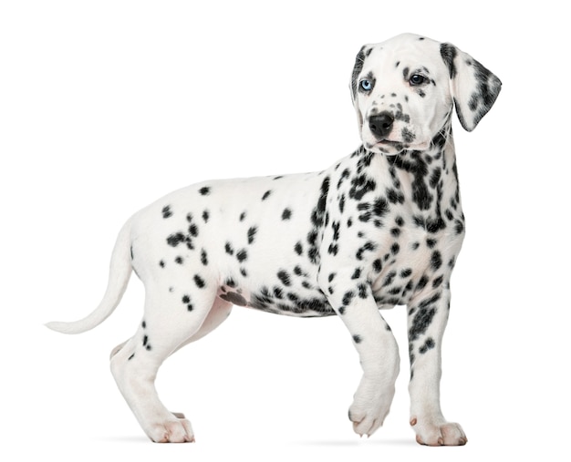 Dalmatian puppy with heterochromia walking in front of a white wall