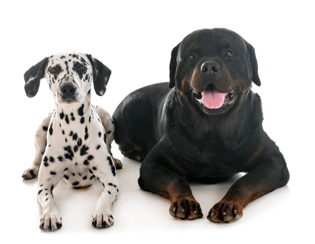 Dalmata e rottweiler