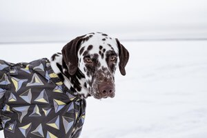 Dalmatian in the snow wearing playing in the park on the snow winter time dog in coat pet wearing a warm jacketportrait of a funny dog dressed in a suit clothes for pets