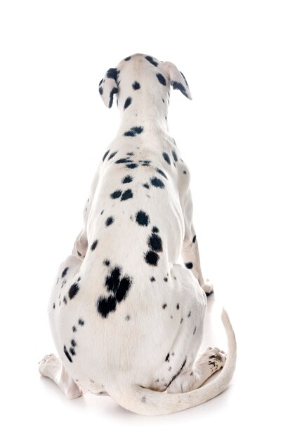 dalmatian in studio