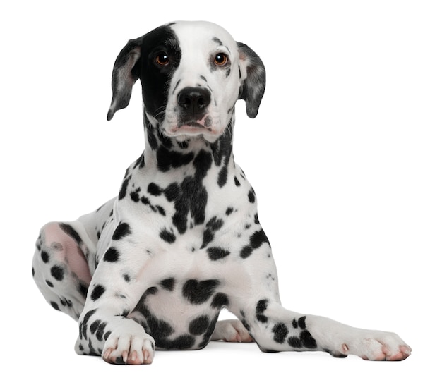 Dalmatian with 2 years old. Dog portrait isolated