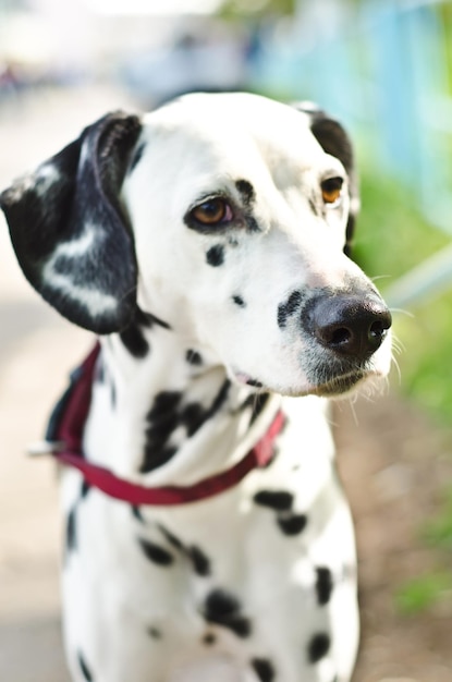 Dalmatian