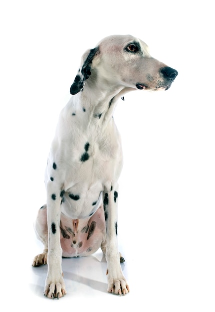 dalmatian