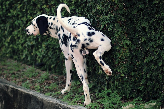 Foto dalmatiër urineert op planten.