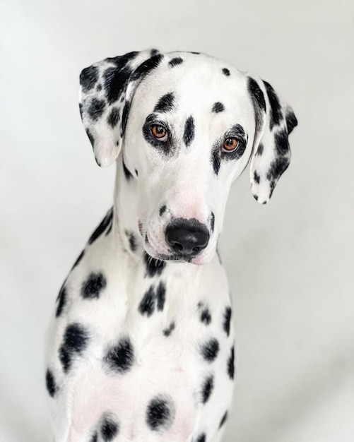 Foto dalmatiër