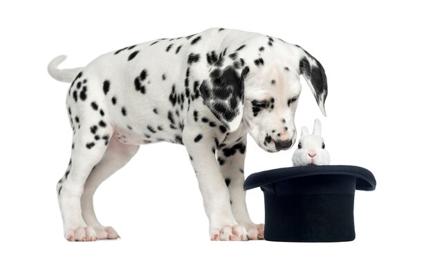 Dalmatisch puppy dat een geïsoleerd konijn in zwarte hoge zijden bekijkt ,.