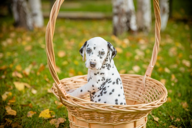 Dalmatische hond buiten in de zomer