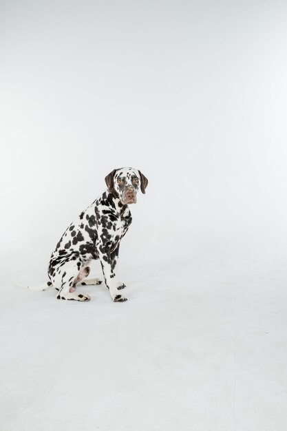 Foto dalmatische hond die in de camera zit te kijken op een witte achtergrond