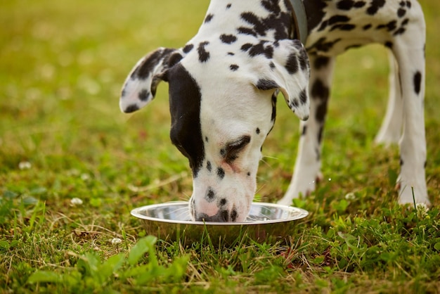 Dalmatische hond drinkt water uit een metalen kom voor dierenverzorging