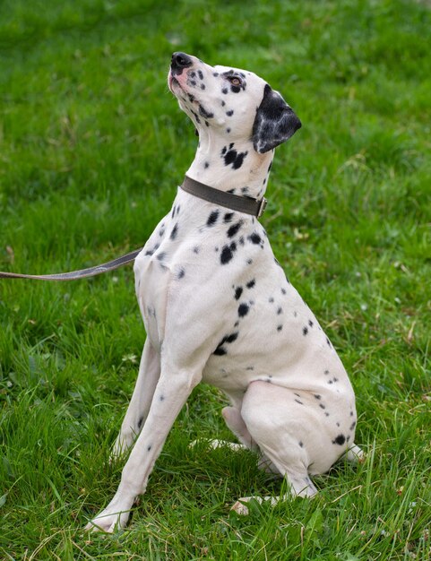 Dalmatische hond op het gras